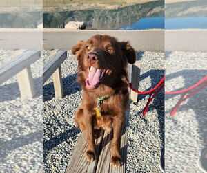 Australian Shepherd-Unknown Mix Dogs for adoption in Sandy, UT, USA