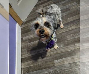 Mutt Dogs for adoption in Aurora, IN, USA