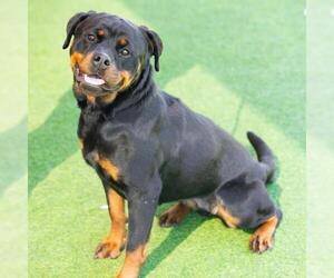 Rottweiler Dogs for adoption in Camarillo, CA, USA