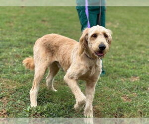 Golden Retriever-Unknown Mix Dogs for adoption in Raleigh, NC, USA