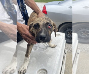 Labrador Retriever Dogs for adoption in Bolivar, MO, USA