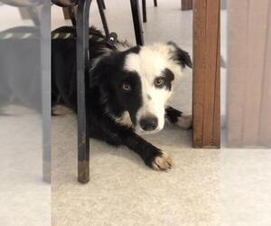 Border Collie Dogs for adoption in Harrisville, WV, USA