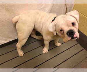 Bulldog Dogs for adoption in Forestville, MD, USA