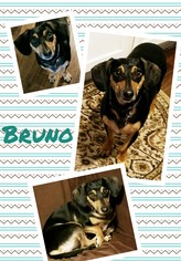 Dachshund Dogs for adoption in Genoa City, WI, USA