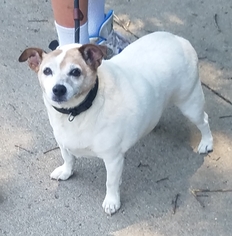 Jack Russell Terrier Dogs for adoption in Minneapolis, MN, USA