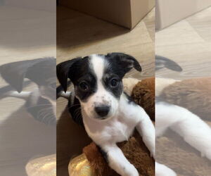 Mutt Dogs for adoption in Plainfield, IL, USA