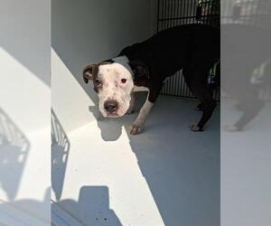 American Pit Bull Terrier-Unknown Mix Dogs for adoption in Houston, TX, USA