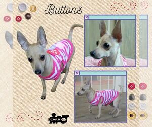 Chihuahua Dogs for adoption in Lindsay, CA, USA