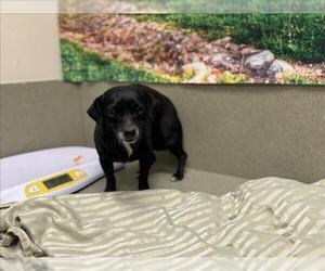 Chihuahua-Unknown Mix Dogs for adoption in Moreno Valley, CA, USA