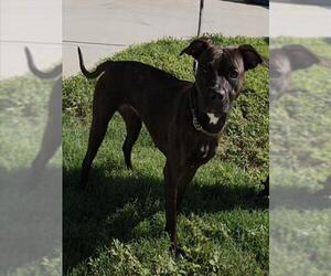 American Staffordshire Terrier Dogs for adoption in Fort Lauderdale, FL, USA