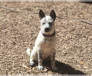 Mutt Dogs for adoption in Paso Robles, CA, USA