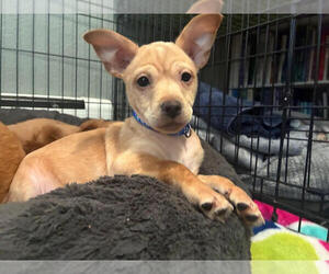 Chihuahua-Unknown Mix Dogs for adoption in Plymouth, MN, USA