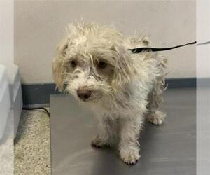 Cairn Terrier-Unknown Mix Dogs for adoption in Visalia, CA, USA
