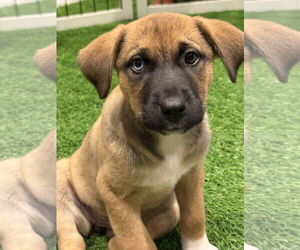 Mutt Dogs for adoption in Sanford, FL, USA