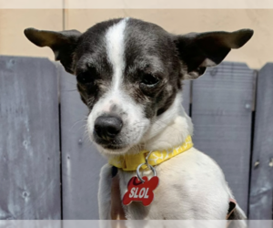 Chihuahua Dogs for adoption in San Diego , CA, USA