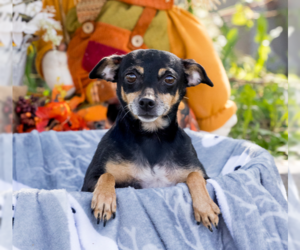 Miniature Pinscher Dogs for adoption in Foristell, MO, USA