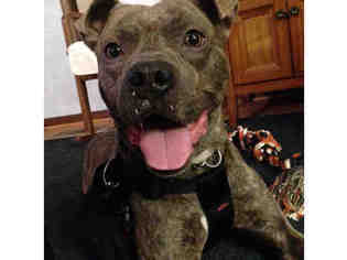 American Pit Bull Terrier Dogs for adoption in Bowling Green, OH, USA