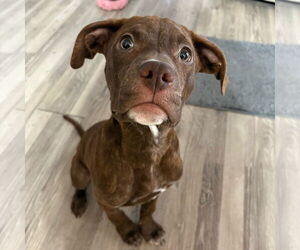American Pit Bull Terrier-Huskies  Mix Dogs for adoption in Fargo, ND, USA