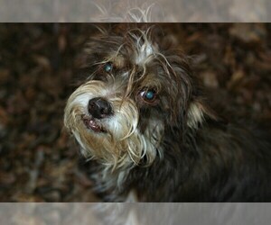 Mutt Dogs for adoption in Milner, GA, USA