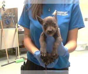Chihuahua-Unknown Mix Dogs for adoption in Fayetteville, NC, USA