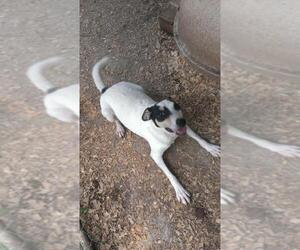 Rat Terrier-Unknown Mix Dogs for adoption in Snellville, GA, USA