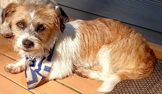 Norfolk Terrier-Unknown Mix Dogs for adoption in Issaquah, WA, USA