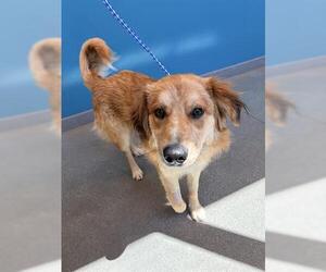 Border Collie Dogs for adoption in San Martin, CA, USA