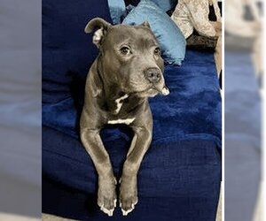 American Pit Bull Terrier Dogs for adoption in Oceanside, NY, USA