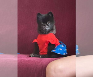 Pomeranian Dogs for adoption in Vail, AZ, USA