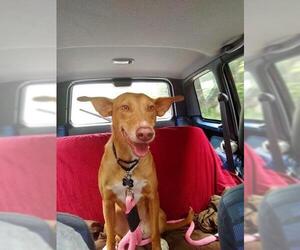 Labrador Retriever-Pharaoh Hound Mix Dogs for adoption in Chicopee, MA, USA