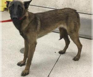 Mutt Dogs for adoption in Riverside, CA, USA