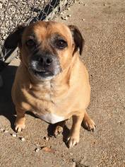 Puggle Dogs for adoption in Manchester, MO, USA