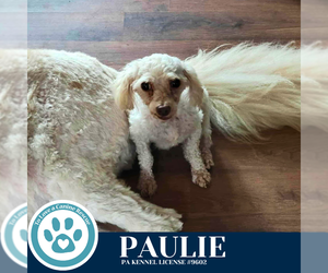 Poodle (Miniature) Dogs for adoption in Kimberton, PA, USA