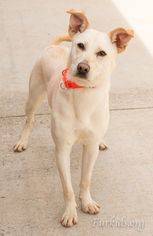 Labrador Retriever-Unknown Mix Dogs for adoption in Alpharetta, GA, USA
