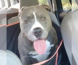 American Pit Bull Terrier-American Staffordshire Terrier Mix Dogs for adoption in Natchitoches, LA, USA
