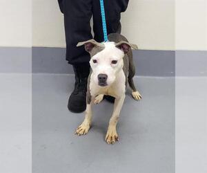 American Pit Bull Terrier Dogs for adoption in Louisville, KY, USA