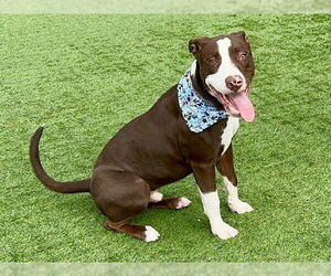 American Pit Bull Terrier-Unknown Mix Dogs for adoption in Pasadena, CA, USA
