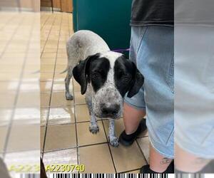 Pointer Dogs for adoption in West Palm Beach, FL, USA