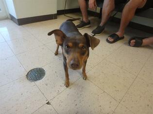 Miniature Pinscher Dogs for adoption in Naples, FL, USA