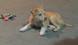 Pembroke Welsh Corgi-Unknown Mix Dogs for adoption in Livonia, MI, USA