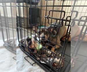 Chihuahua-Unknown Mix Dogs for adoption in Corpus Christi, TX, USA
