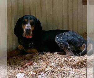 Bluetick Coonhound Dogs for adoption in NEWPORT NH, NH, USA