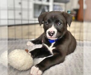 Border Collie-Unknown Mix Dogs for adoption in Aurora, CO, USA