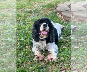 Cocker Spaniel Dogs for adoption in Mount Pleasant, SC, USA
