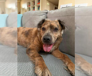 Labrador Retriever-Unknown Mix Dogs for adoption in Las Vegas, NV, USA