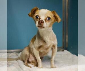 Chihuahua-Unknown Mix Dogs for adoption in San Antonio, TX, USA
