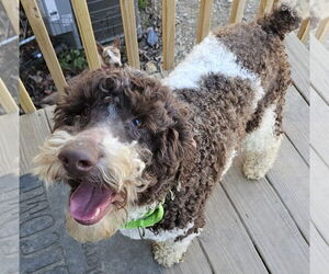 Goldendoodle (Miniature) Dogs for adoption in Blacksburg, SC, USA