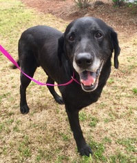 Mutt Dogs for adoption in Loganville, GA, USA