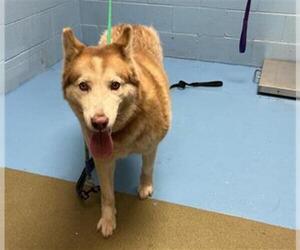 Siberian Husky-Unknown Mix Dogs for adoption in Moreno Valley, CA, USA