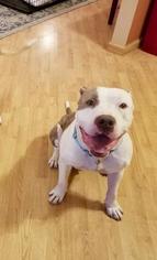 American Pit Bull Terrier Dogs for adoption in Saint Louis, MO, USA